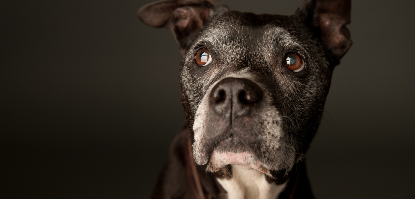 Leia mais sobre o artigo Alzheimer canino